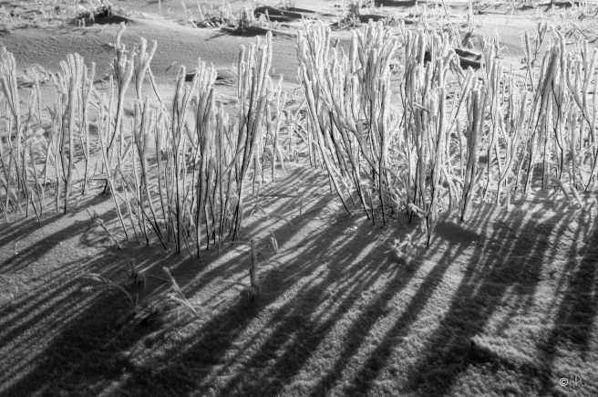 givre1_03_2019_web copie