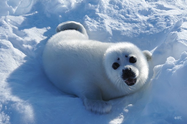 loup_marin1_2019_web