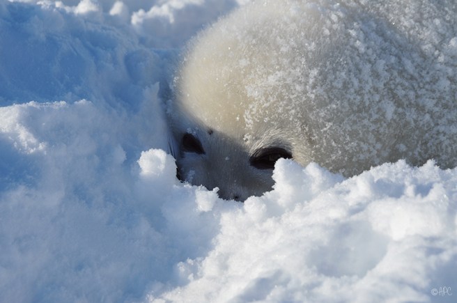 loup_marin_2_2019_web